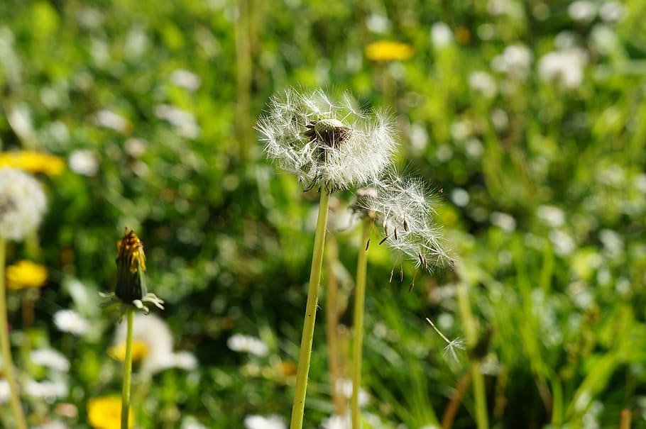 dandelion, nature, flower, meadow, seed, field, natural, growth, floral, fresh