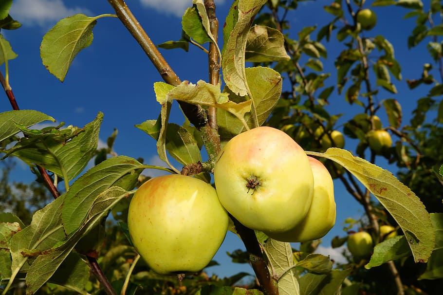 pohon apel, apel, buah, frisch, sehat, makanan, taman, daun, hijau, makanan dan minuman