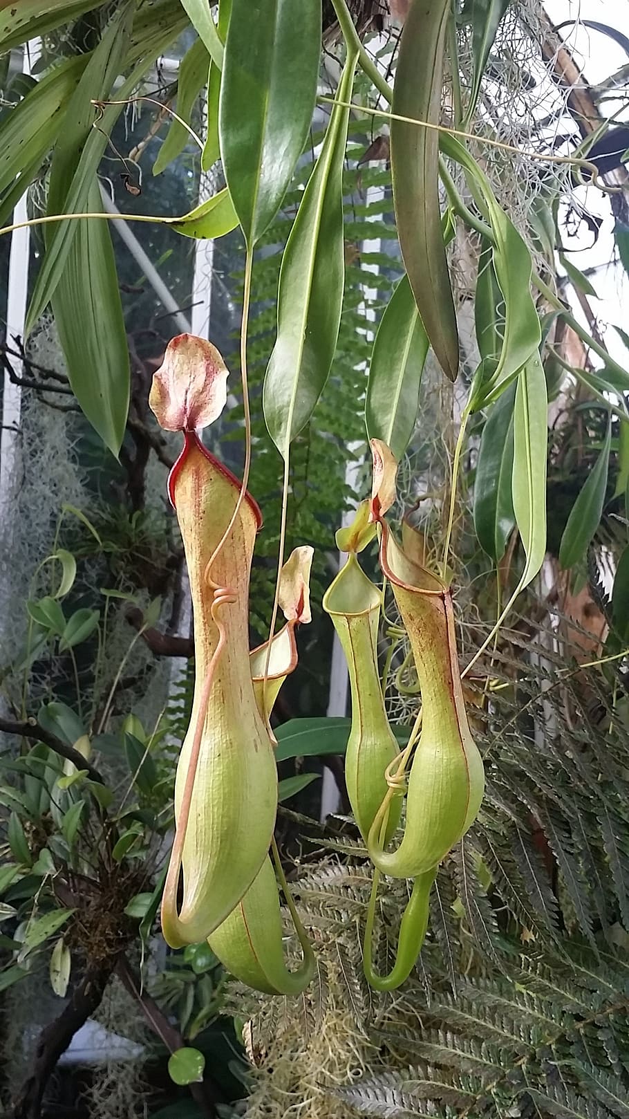 pitcher plant, fly trap, pitcher, fly, carnivorous, tropical, flower, plant, trap, insect