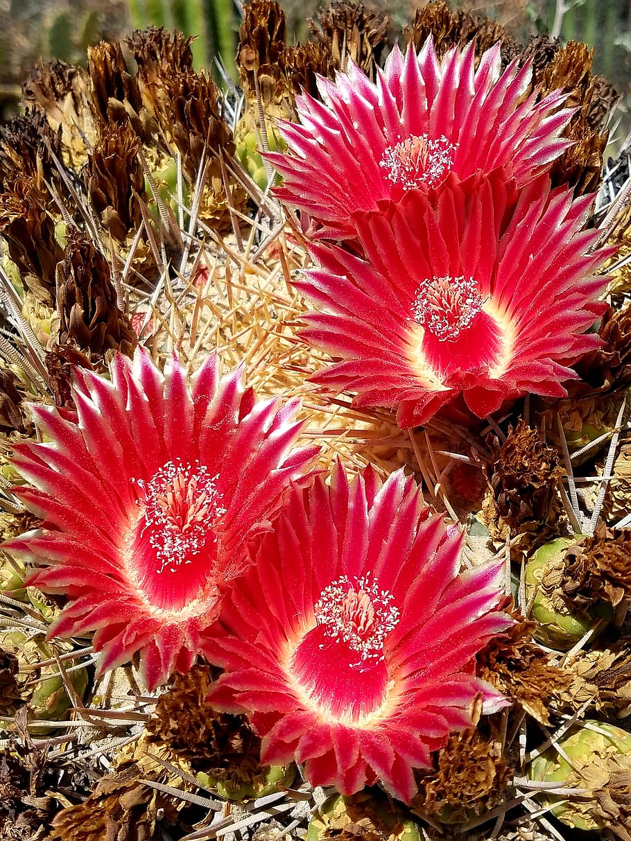cactus flowers, barrel cactus, desert flower, cacti, flowers, plant, nature, cactus, color, red