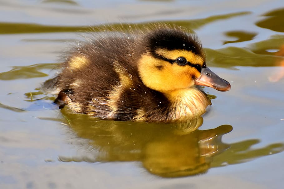 duckling, swimming, body, water, mallard, ducklings, duck, chicks, cute, small