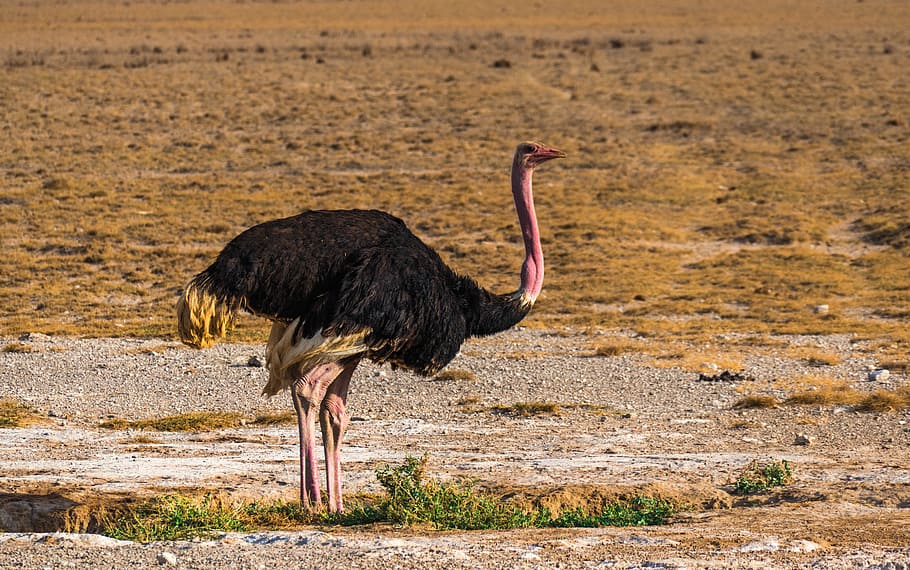 wildlife photography, black, ostrich, savanna, africa, bird, ostriches, feather, safari, wildlife