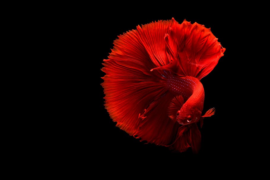 pez betta rojo, pez, bajo el agua, rojo, betta, acuario, fondo negro, foto de estudio, flor, sin gente