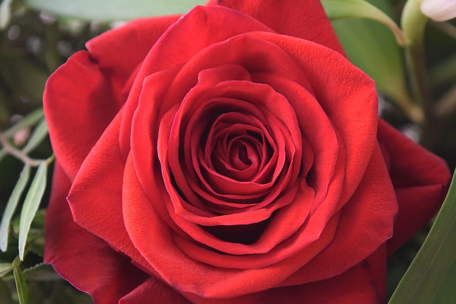 close, red, rose, close up, red rose, plant, flower, floral, decoration, summer