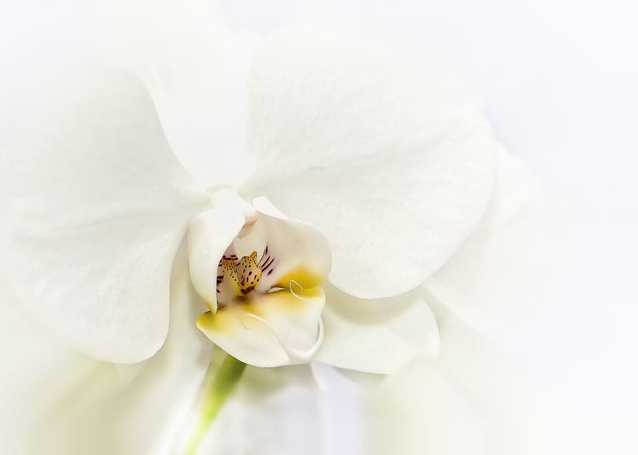 close-up photo, white, moth orchid, phalaenopsis, orchid, tender, blossom, bloom, flower, phalaenopsis orchid