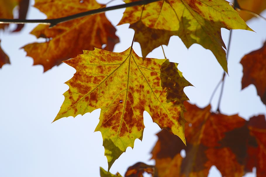 leaves, autumn, nature, eco system, plant part, leaf, change, maple leaf, plant, focus on foreground