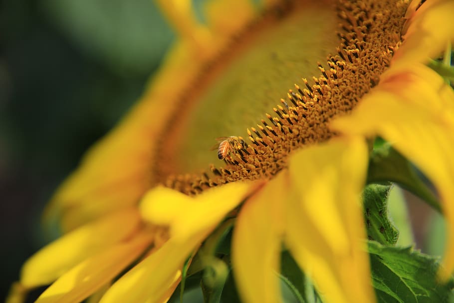 bunga matahari, kuning, kelopak, bidang, pertanian, taman, alam, tanaman, kabur, lebah