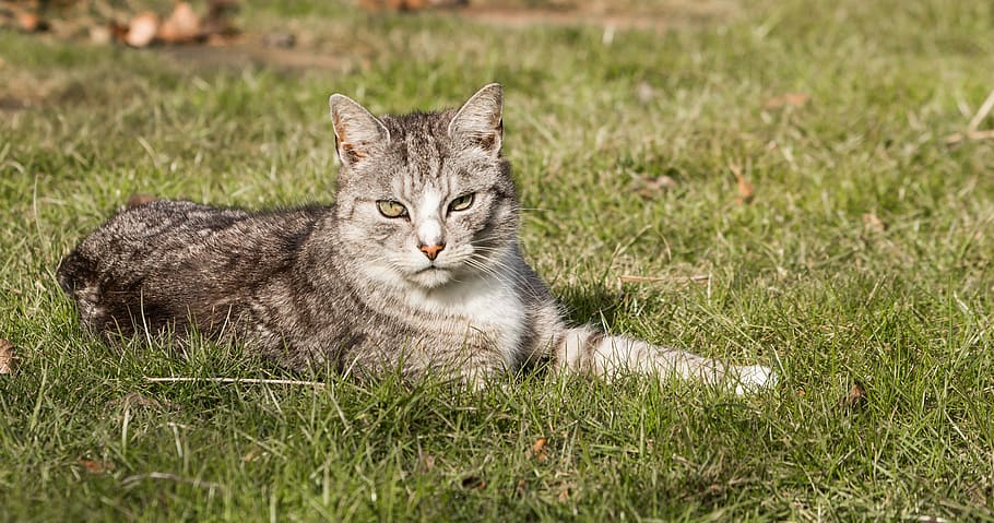 gray, cat, lying, grass, looking, camera, domestic cat, mackerel, meadow, garden