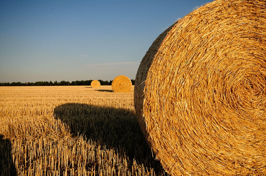 rolled, hay, rice field, straw bales, stubble, summer, straw, field, harvested, straw rent