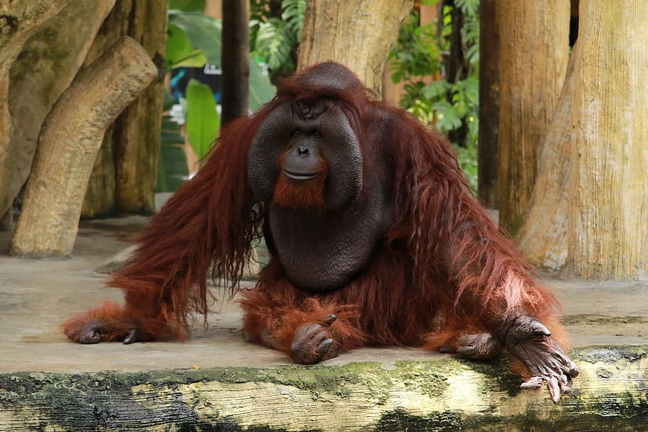 orangután cerca del árbol, mono, fauna, zoológico, animal, Asia, peludo, mamífero, salvaje, naturaleza