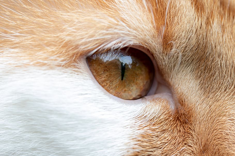 kucing, mata, mata kucing, menghadapi, melihat, kucing domestik, kepala, merapatkan, makro, merah