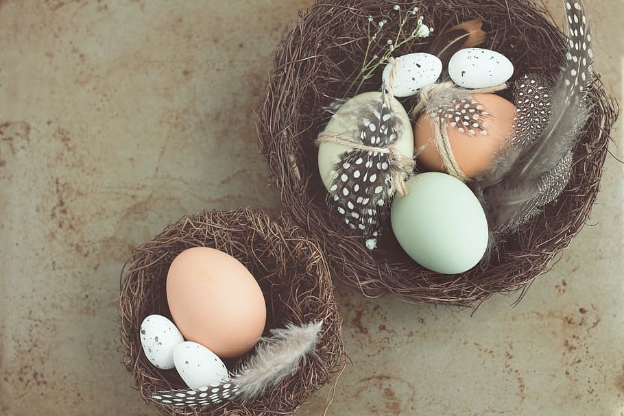 huevo, nido, pájaro, bebé, plumas, cáscara, celebración, pascua, comida, huevo animal