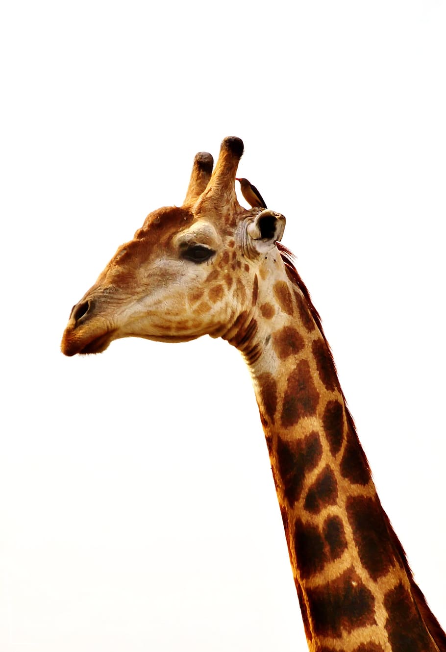 marrom, cabeça de girafa, branco, superfície, girafa, pescoço, animal, pescoço de girafa, animal selvagem, retrato