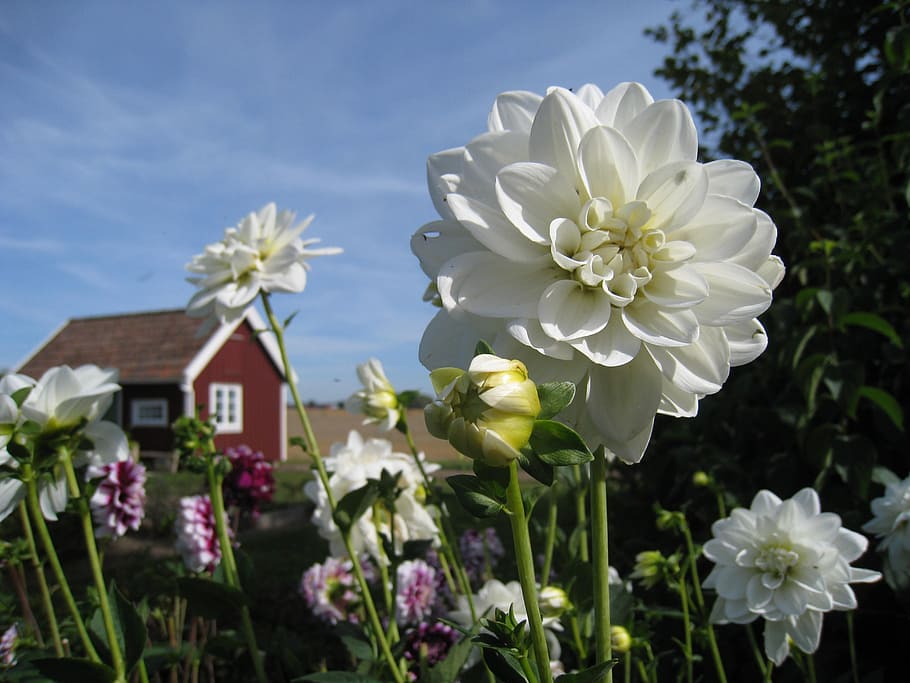 close-up photo, white, flowers, dahlia, cottage, red, colors, sky blue, summer, garden