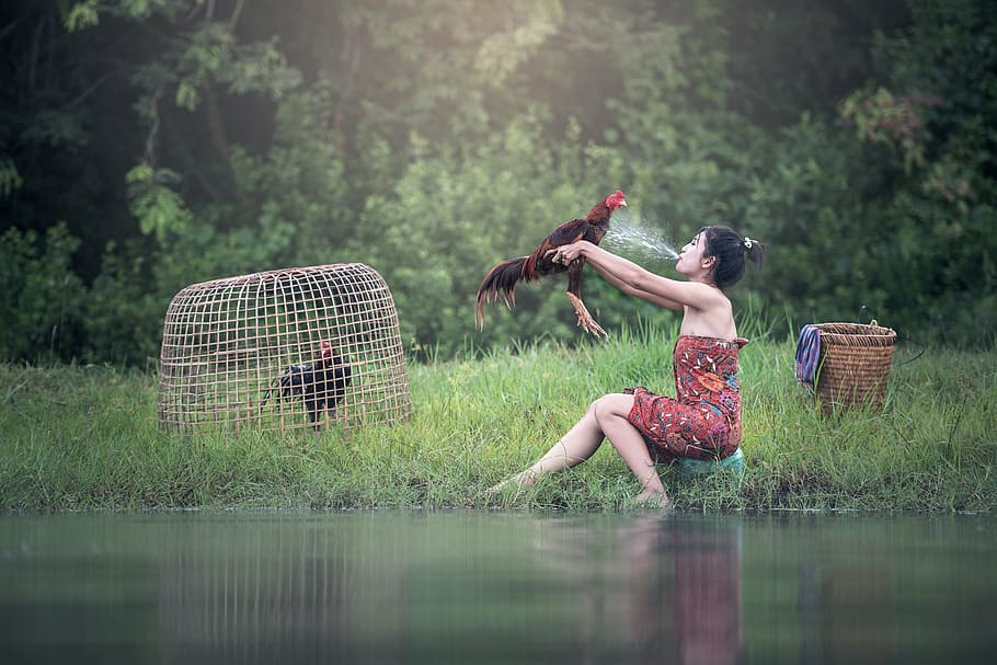 woman, shore, holding, rooster, river, the bath, animals, asia, bangkok, beak