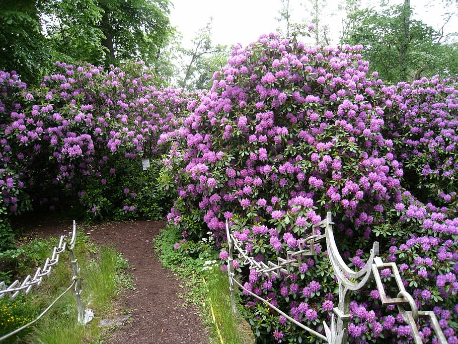 rhododendron, shrubs, flowering, flowers, purple, bro, water, island, sky blue, summer