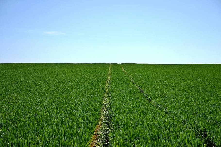 green, grass field, trail, cereals, field, sky, horizon, agriculture, spring, landscape