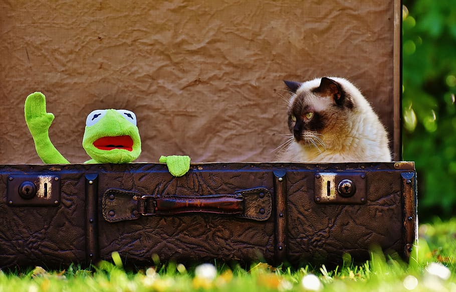 kermit, frog, plush, toy, placed, next, siamese cat, brown, leather suitcase, cat