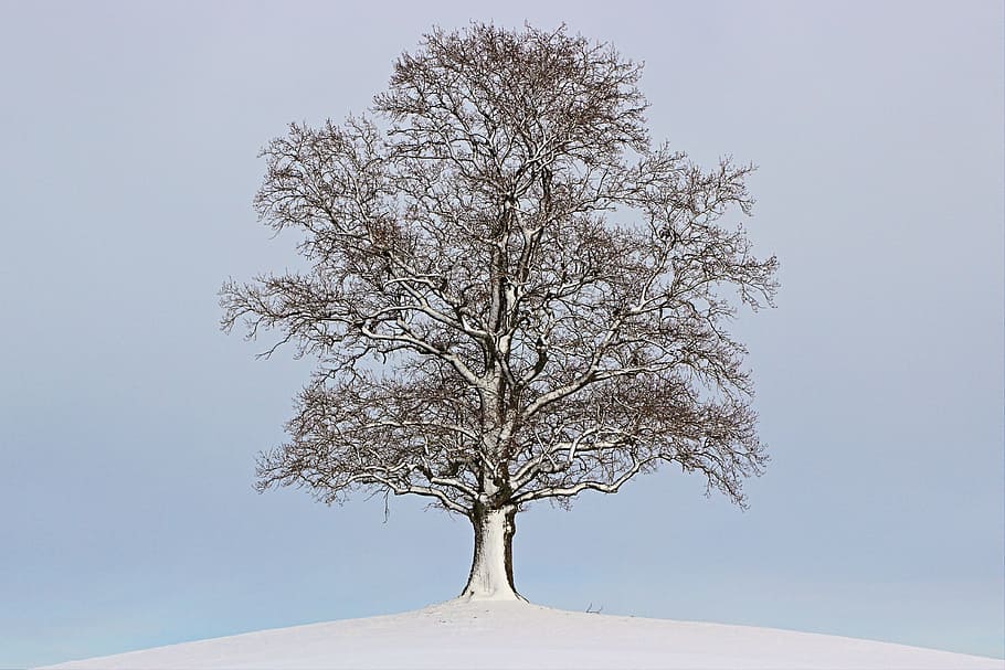 snow, covered, bare, tree, winter, landscape, mood, wintry, nature, time of year