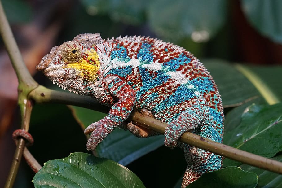 azul, blanco, rojo, barbudo, dragón, animales, reptil, schuppenkriechtier pantherchamäleon, madagascar, selva