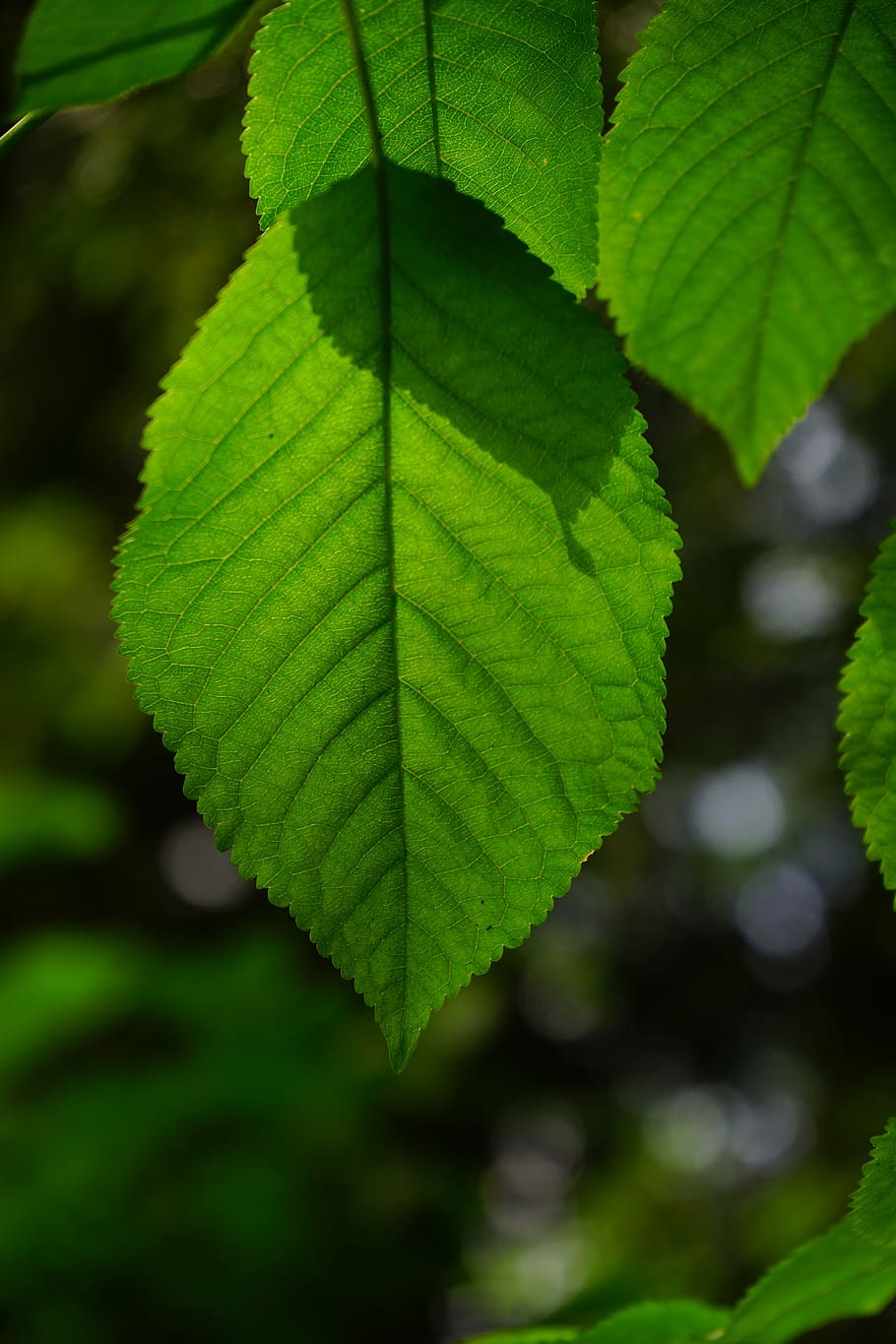 hornbeam, leaf, leaves, green, color, shades of green, green green, tree, carpinus betulus, white beech
