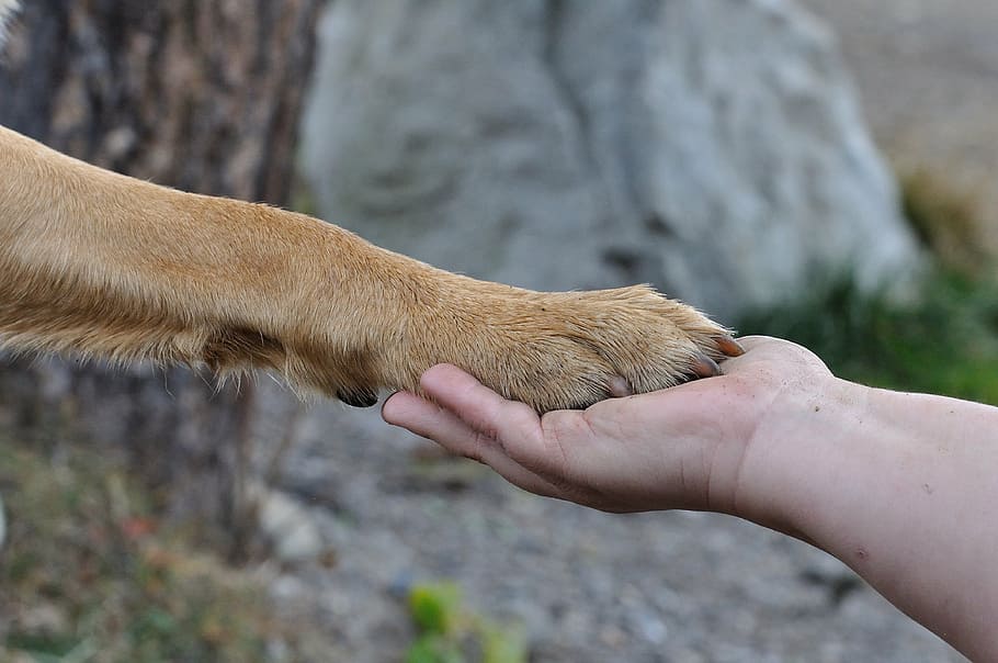 orang, memegang, tangan binatang, kaki, tangan, persahabatan, anjing, manusia, dekat, alam