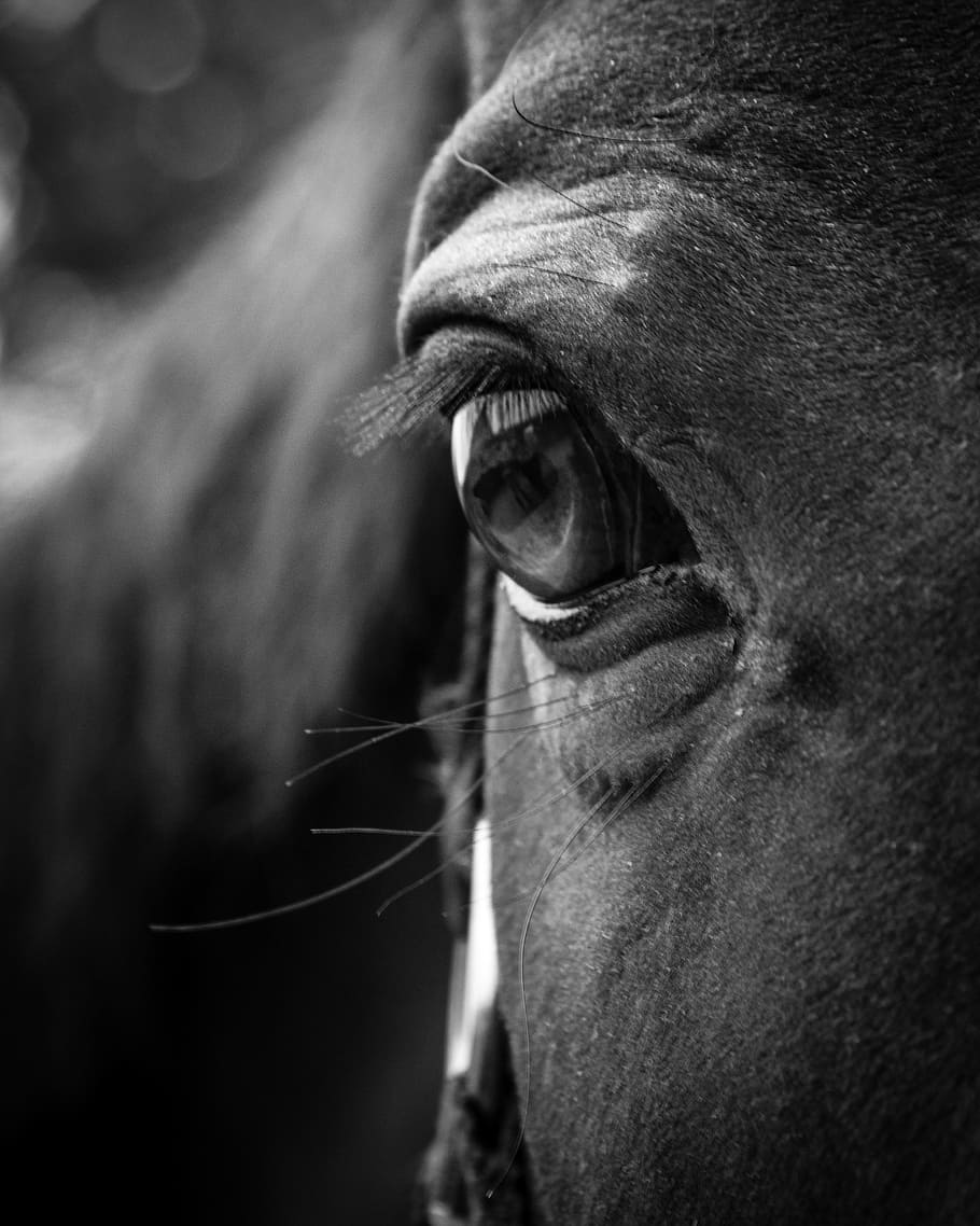 mata binatang, fotografi fokus selektif, kuda, mata, kepala, hewan, potret, kuda betina, kuda hitam dan putih, close-up