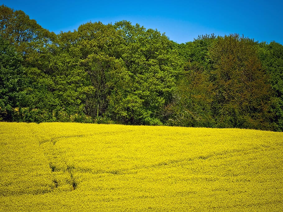 field of rapeseeds, oilseed rape, yellow, plant, blossom, bloom, landscape, nature, forest, field