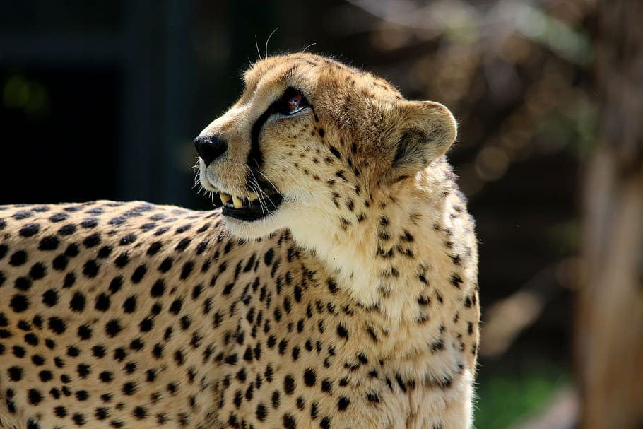 selective, focus photography, cheetah, cat, animal, wildlife, nature, wild, predator, mammal