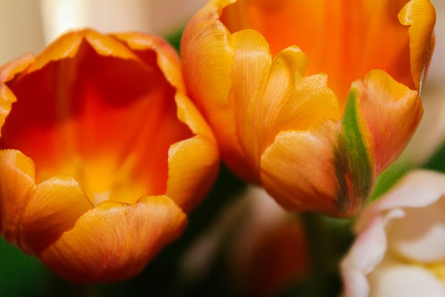 tulipanes, naranja, arreglo, ramo, flores, naturaleza, medio ambiente, natural, colores, suave