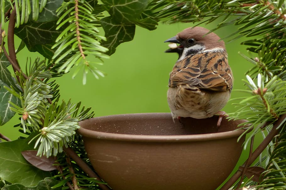brown, sparrw, round, ceramic, bowl, sparrow, passer domesticus, bird, garden, foraging
