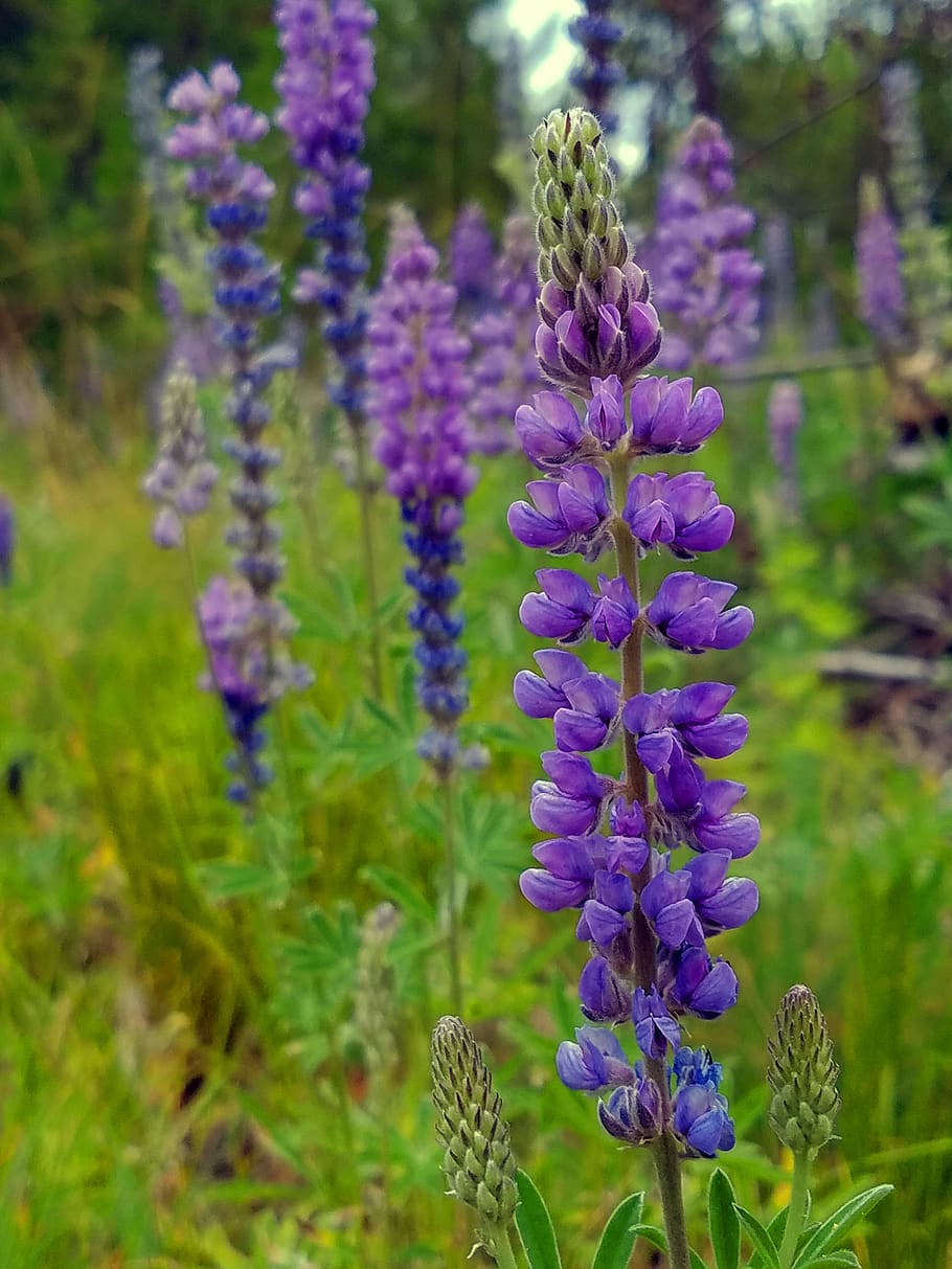 lupine, mountains, wildflowers, meadow, bloom, blossom, lupins, nature, flowering plant, flower