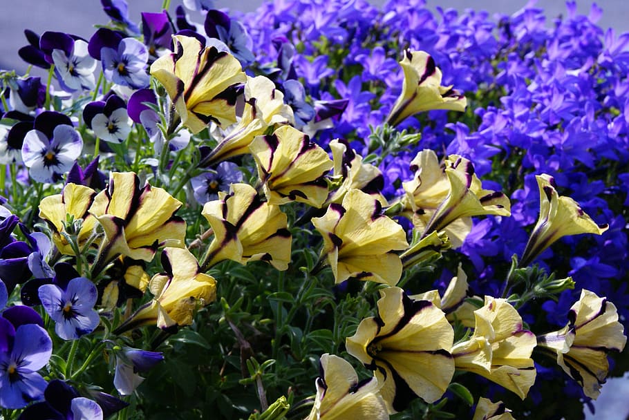 Petunia, Bellflower, surfinia, 400–500, flower, flowers, plant, purple, yellow, summer
