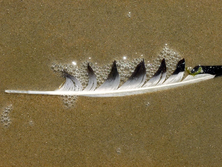 bird feather, sand, vesicle, water, nature, lost, coast, north sea, by the sea, most beach
