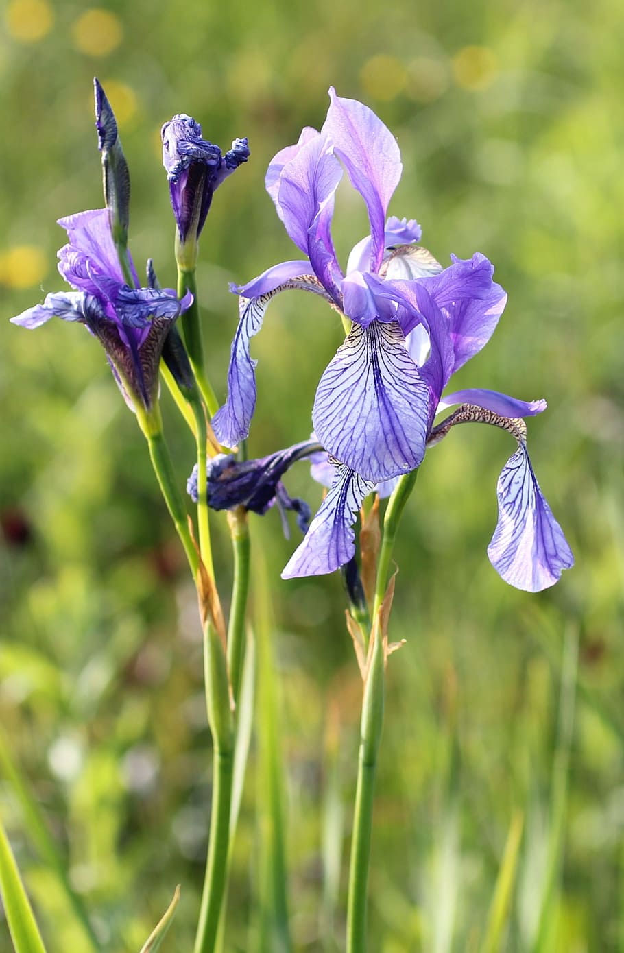 Iris, flor, lirio, púrpura, naturaleza, planta, iris - planta, azul, primer plano, verano