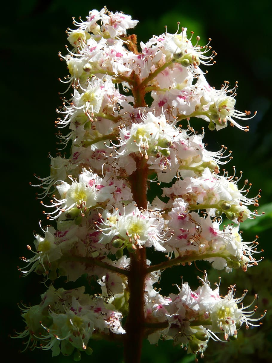 ordinary rosskastanie, chestnut, flowers, inflorescence, tree, leaves, white, bloom, flower fullness, aesculus hippocastanum