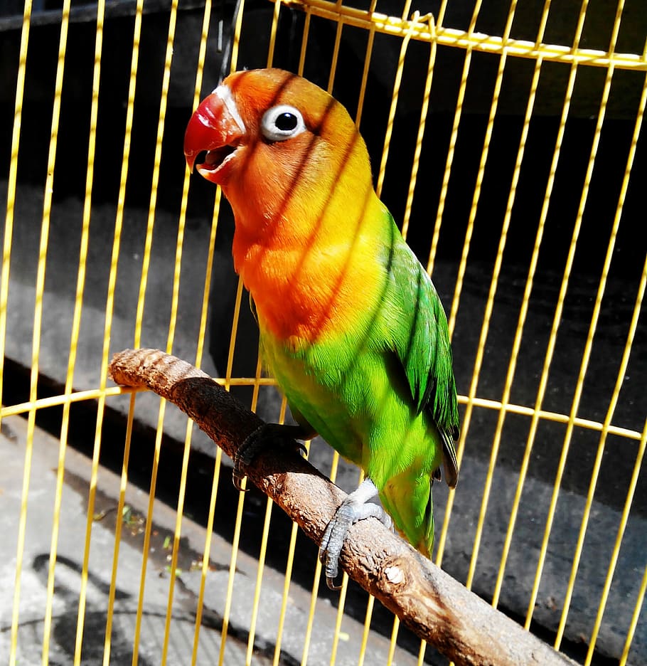 Lovebird, Green, Bird, Parrot, Tropical, green, bird, small, love, color, wing