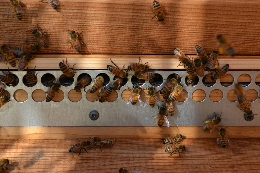 lebah, buckfast, madu, serbuk sari, sarang, terbang, serangga, belang-belang, alam, bahan kayu