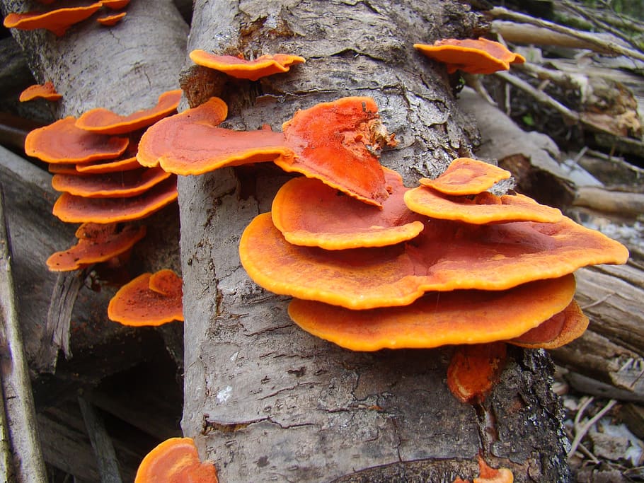 fungus, trunk, ear nerve, orange, plant, orange color, growth, food, close-up, day