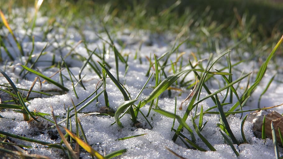 草の中の雪, 雪の散水, 雪, 草の葉, 草の中, 低温, 植物, 自然, 冬, 人なし