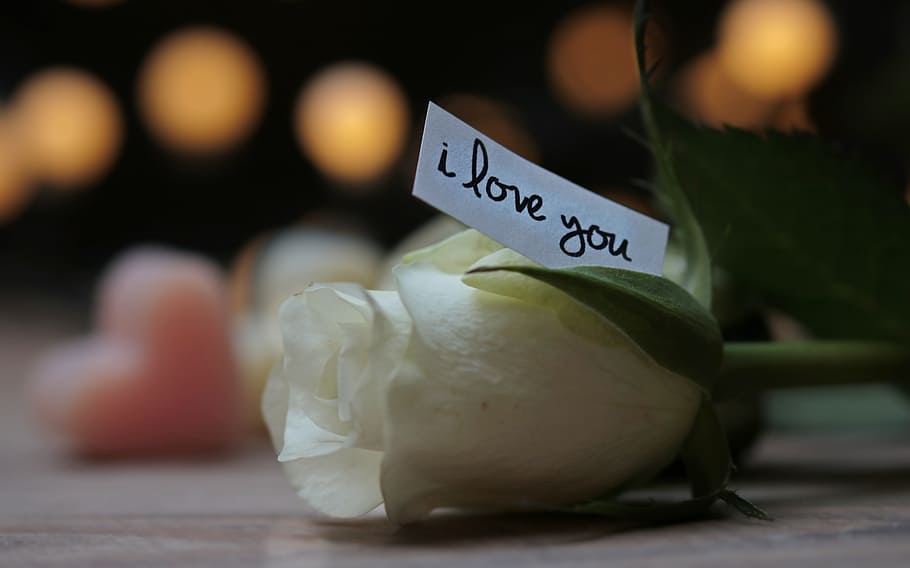 depth, field photography, white, rose, i love, printed, paper, bokeh, heart, love message