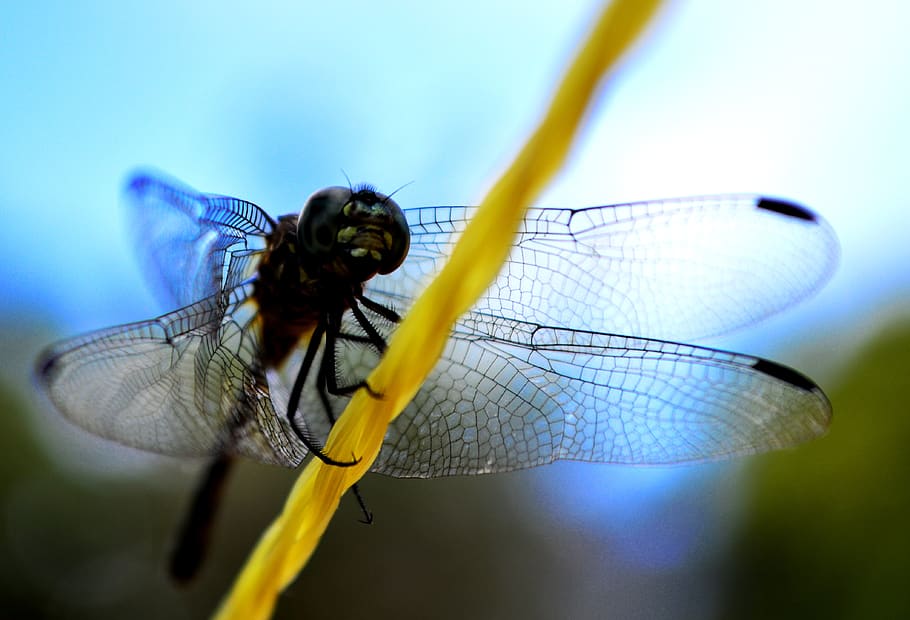 insect, dragonfly, wing, nature, diptera, wildlife, outdoors, invertebrates, animalia, biology