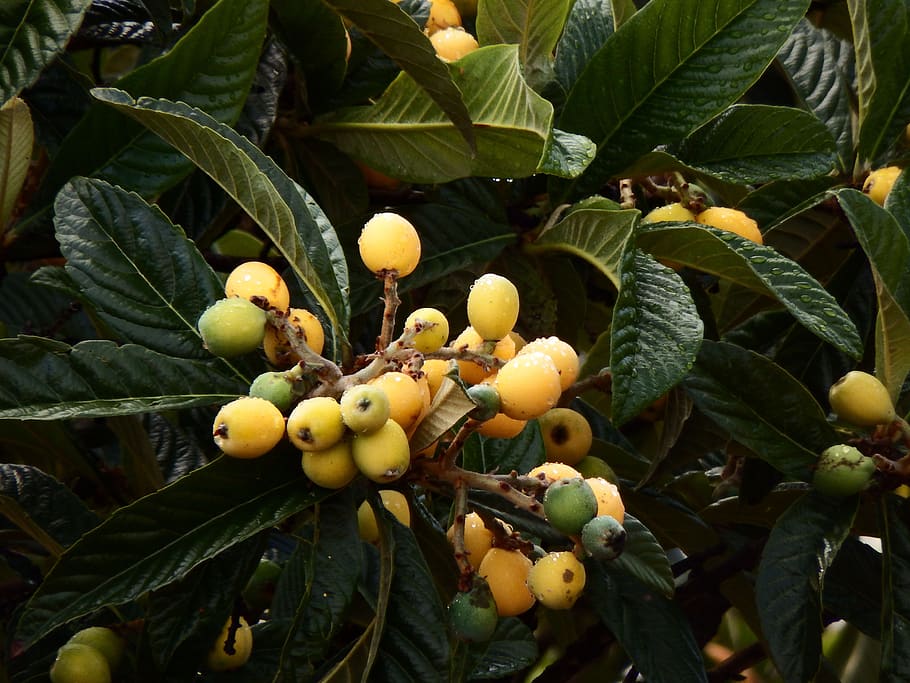 eriobotrya japonica, loquat, pohon, buah, saus san andrés y, llano clara, la palma, cc0, pertumbuhan, daun