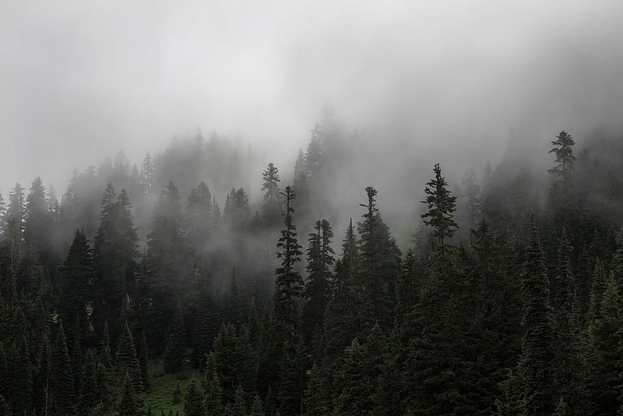 pine trees, fog, taken, daytime, pine, tree, forest, plants, nature, cold