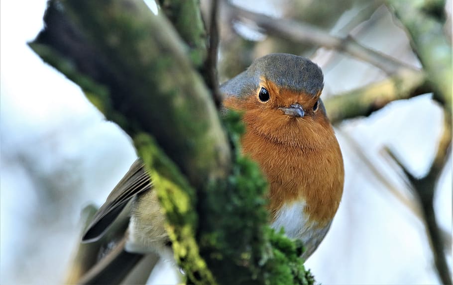 robin, robin redbreast, bird, songbird, nature, branch, colourful, perched, small, cute