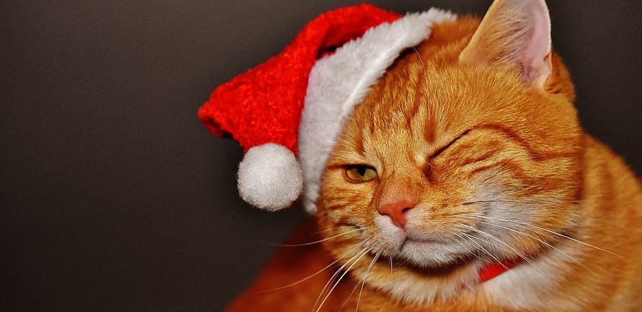 orange, tabby, cat, wearing, santa hat, red, christmas, funny, cute, mackerel