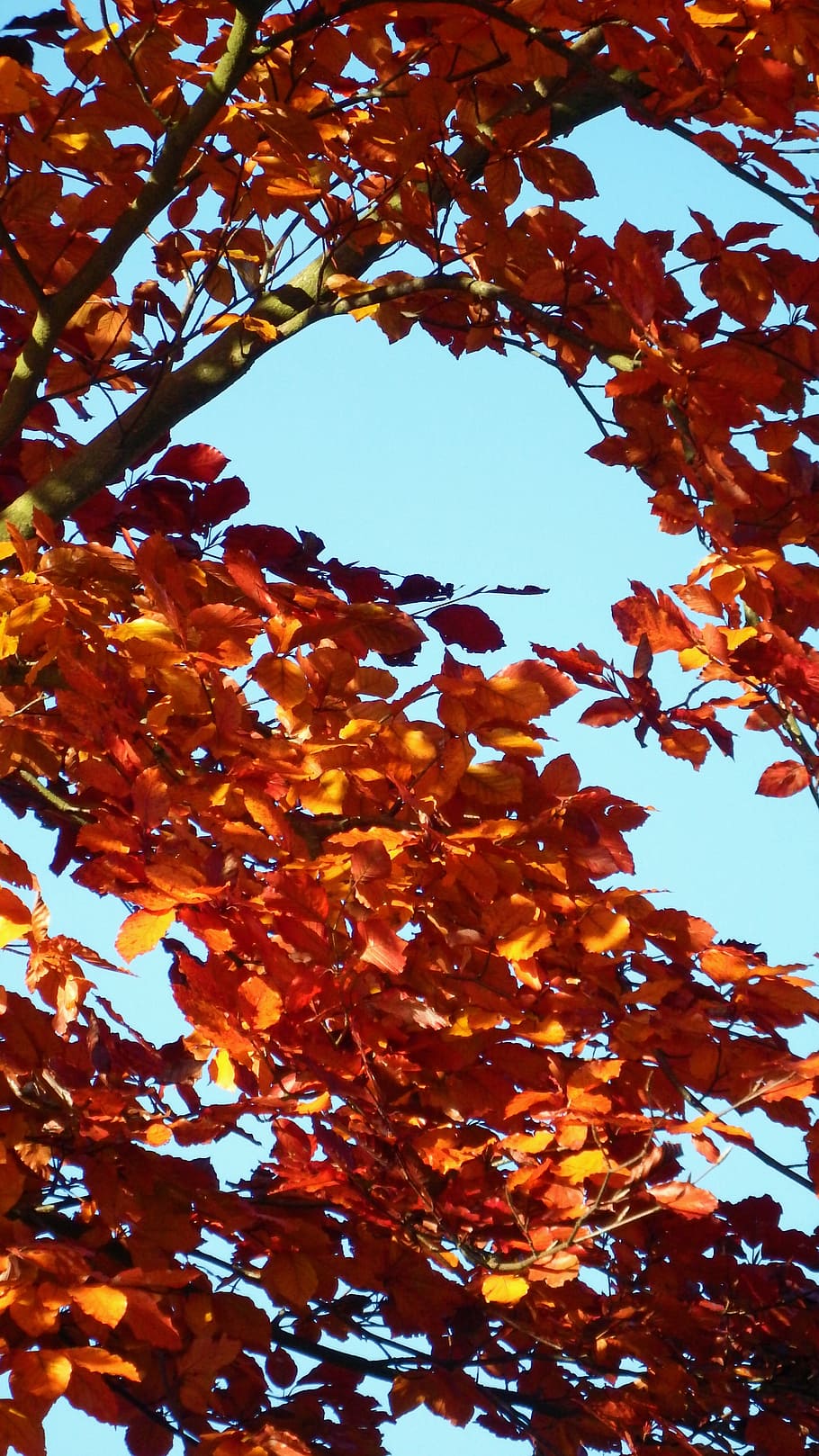golden autumn, autumn, orange, sky, blue, aesthetic, branch, branches, leaves, chestnut