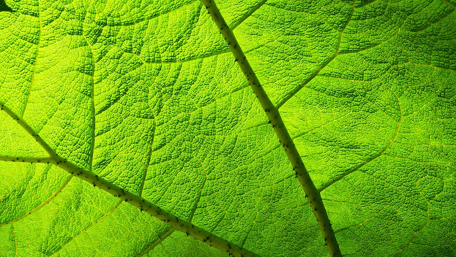 leaf, transparency, light, green, groove, nature, green Color, plant, close-up, backgrounds