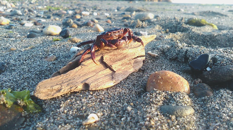 brown, crab, tree log, cutout, wood, animal, beach, shore, coast, stone