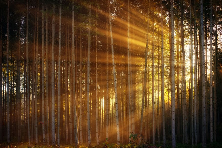 luz del sol, viniendo, detrás, árboles, oscuridad, fondo, patrón, madera, bosque, rayos